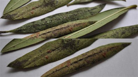 Schéma životného cyklu puklice na liste rastliny