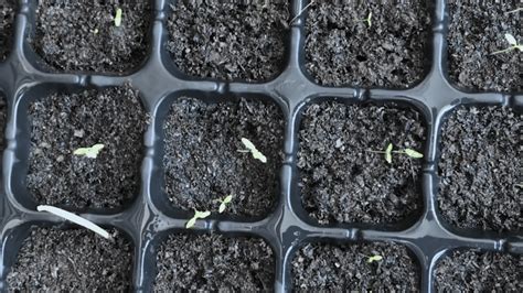 Detailný záber na výsev drobných semienok zeleru na povrch vlhkého substrátu v sadbovači.