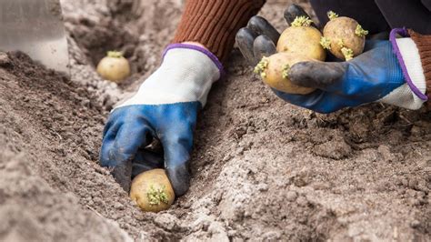 Tabuľka s prehľadom vegetačných dôb a varných typov zemiakov