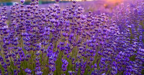 Záhrada s kvitnúcimi fialovými záhonmi levandule počas slnečného dňa