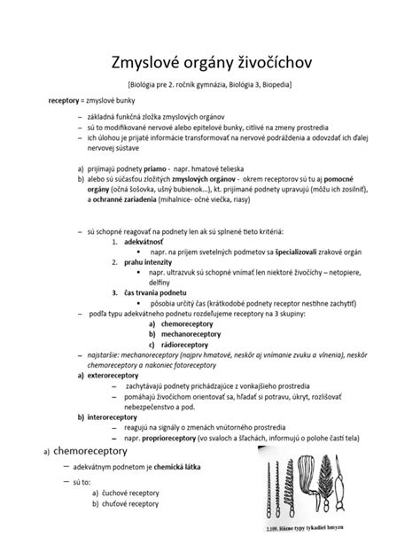 infografika zobrazujúca anatómiu mačky domácej a jej zmyslové orgány