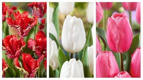 Fotografia: záhon tulipánov v rôznych farbách