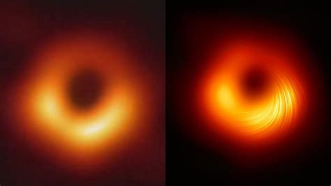 Fotografia čemerice čiernej