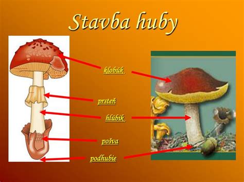 Ilustrácia štruktúry huby s vyznačeným mycéliom