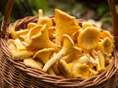 Graf zobrazujúci ideálne teploty a vlhkosti pre rôzne druhy húb