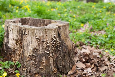 Ilustrácia rôznych metód pestovania húb v záhrade (na dreve, slame)