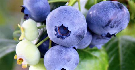 Ilustračná fotografia veľkých, fialových plodov ringloty Althanovej