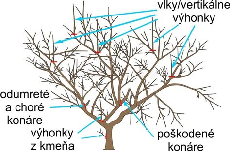 Ilustrácia správneho tvaru koruny jablone po reze