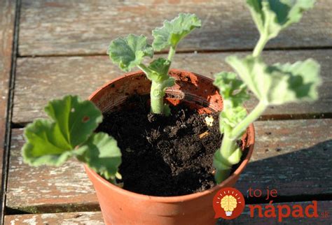 Schéma prípravy muškátov na zimu: rez, čistenie a výber vhodnej nádoby