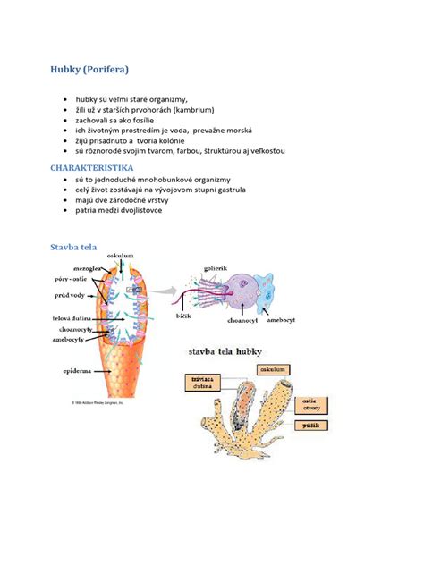 Anatomická schéma hubky znázorňujúca prietok vody cez ostie a oskulum