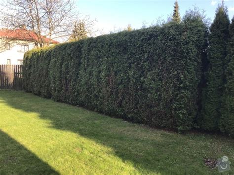 fotografia kvitnúceho živého plotu z ibišteka sýrskeho