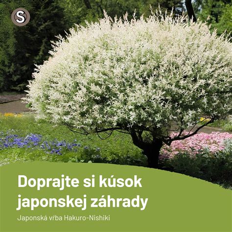 Detail kvetov kérie japonskej a zlatovky