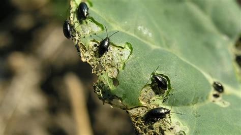 ilustrácia bežných škodcov kapusty ako sú vošky, húsenice a skočky