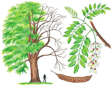 Detailná fotografia kvetov agátu bieleho v strapcoch