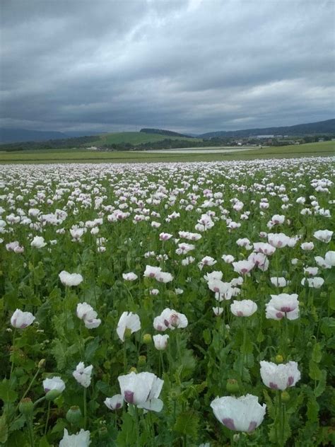 Pole s makom siatym v plnom kvete