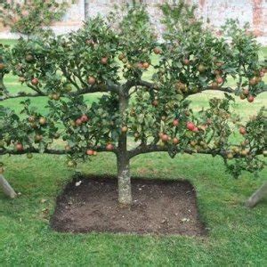 Tematické foto: jabloň s presvetlenou korunou a dozrievajúcimi plodmi