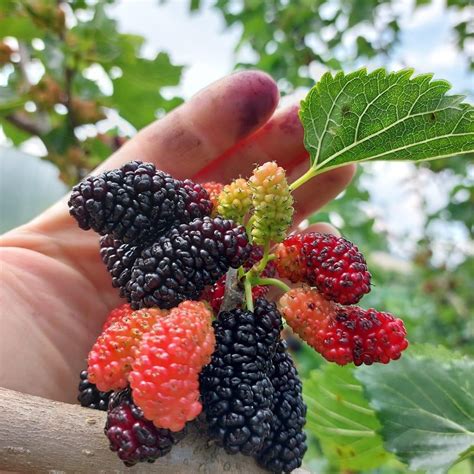 Koláž: Rôzne druhy ovocných stromov s dozrievajúcimi plodmi