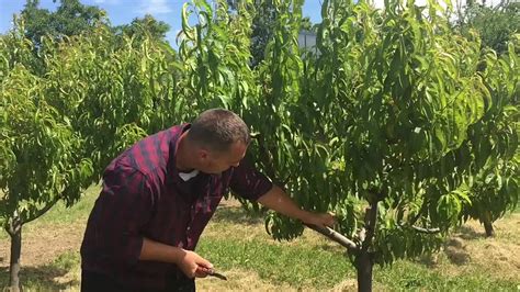 Inštruktážna fotografia: Odstránenie vyrodeného výhonku broskyne po zbere úrody