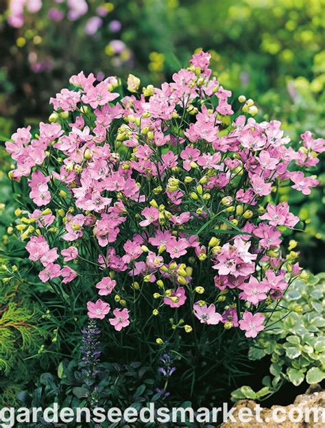 Makro záber na jemné ružové kvety gypsomilky plazivej 'Rosea' na skalke