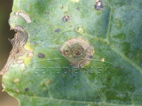 detail poľnej škvrny na melóne