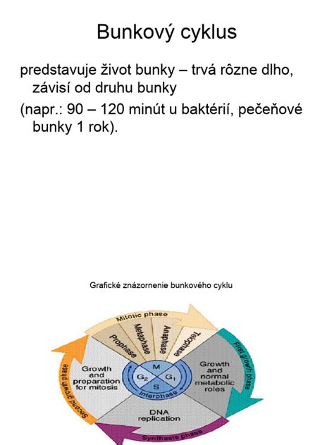 Schéma binárneho delenia bunky prvoka