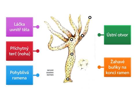 Ilustrácia pučania hydry (nezmara)