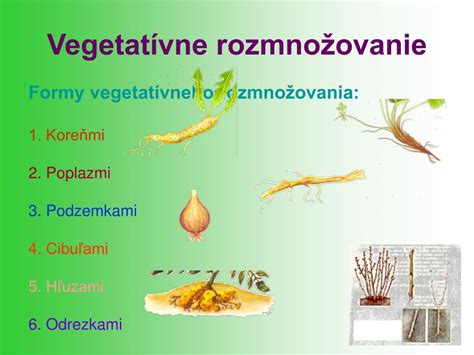 Infografika rôznych typov vegetatívneho rozmnožovania rastlín