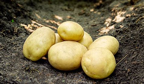 Certifikované sadbové zemiaky vo vreciach so štítkom