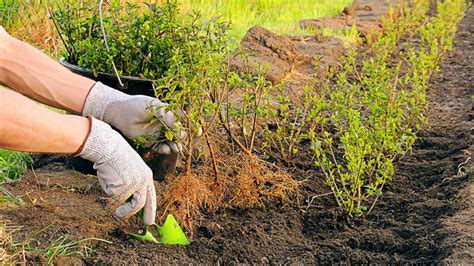 Záhradník pripravujúci pôdu na jeseň pre jarnú výsadbu zemiakov