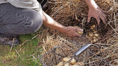 Záhradník zberajúci zemiaky motykou zo záhonu