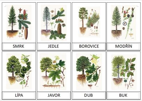 ilustračné foto: rôzne typy bonsajov, ihličnaté a listnaté