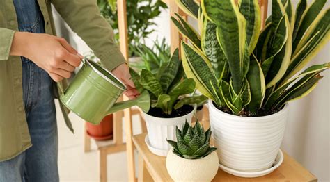 ilustračné foto: polievanie bonsaja špeciálnou krhlou