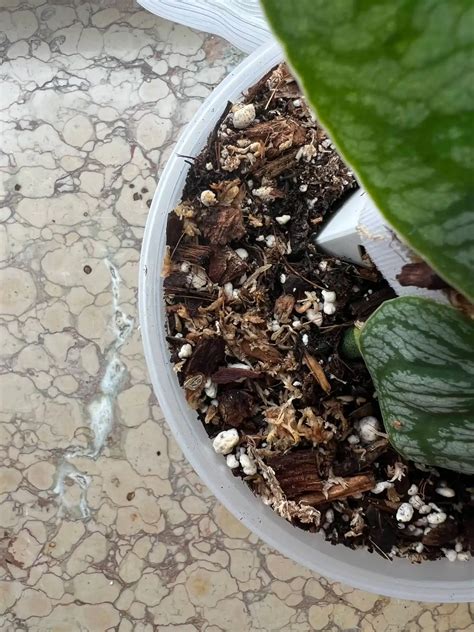 Infografika: Ako vybrať správny kvetináč a substrát pre zamiokulkas