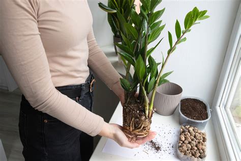 Fotografia listových odrezkov zamiokulkasu pri zakoreňovaní