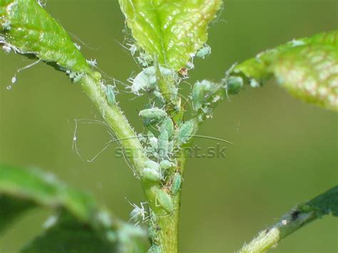 detail napadnutých listov chryzantémy voškami