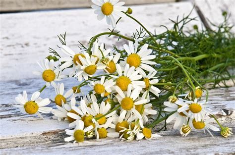 infografika zobrazujúca liečivé účinky harmančeka