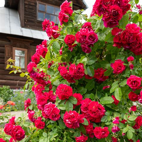 Tematická fotografia kvitnúcej ruže v záhrade
