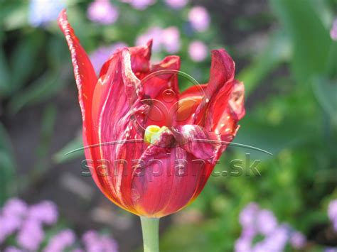 Ilustrácia správneho odstránenia odkvitnutého kvetu tulipánu