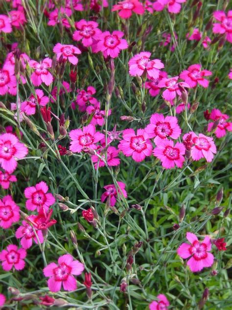 Ilustrácia výsevu semien majoránky do priepustnej pôdy.