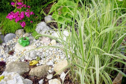 Ilustračná fotografia rôznych typov okrasného štrku a rastlín v štrkovom záhone