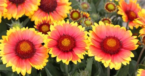 Koláž rôznych rastlín vhodných do štrkového záhonu