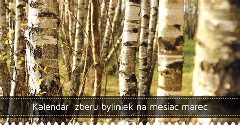 ilustrácia znázorňujúca správny čas zberu byliniek (pred kvitnutím)