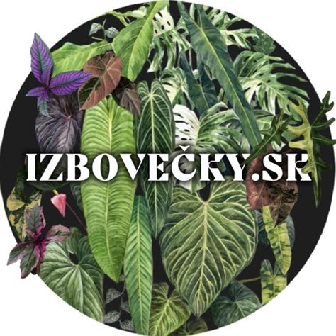 Ilustrácia postupu zaštipovania (uštipnutie vrcholového výhonku nad listovým uzlom)