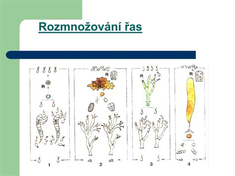 Schéma rodozmeny rastlín s vyznačením gametofytu a sporofytu.