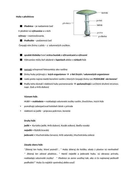 schéma bunkovej steny huby s obsahom chitínu