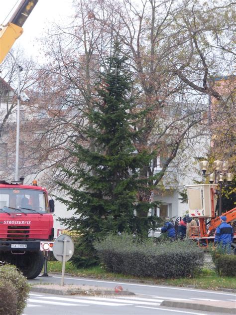 Detailná schéma rezu enciánového stromčeka pred zimou pre kompaktný rast