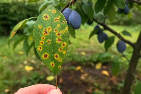 Detail plodonosného obrastu na slivke a rozdiel medzi listovými a kvetnými púčikmi