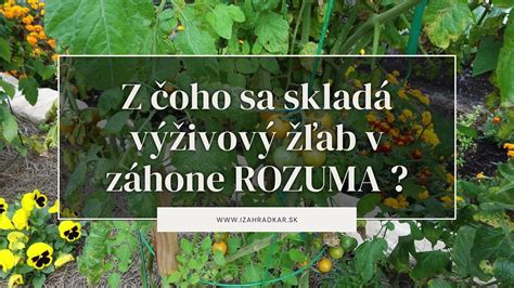 Schéma umiestnenia cibuľových rastlín v záhone medzi trvalkami