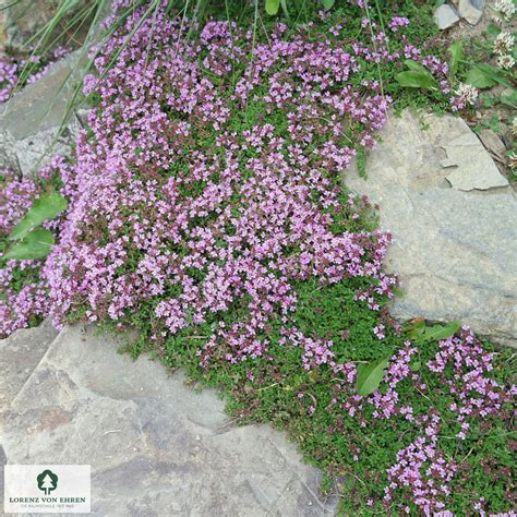 Detailná fotografia kvitnúcej materinej dúšky (Thymus serpyllum) s drobnými fialovo-ružovými kvetmi
