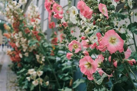 Detailný záber na kvety plamenníka v rôznych farbách a tvaroch